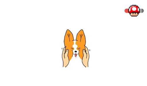 Cute Corgi Face Play