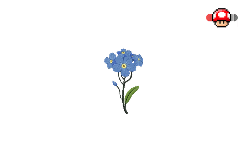 Forget Me Not Myosotis Flower